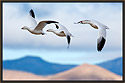 Snow Geese 2373 Thumbnail